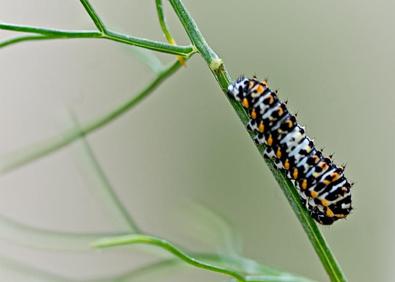 bruco da identificare - Papilio machaon